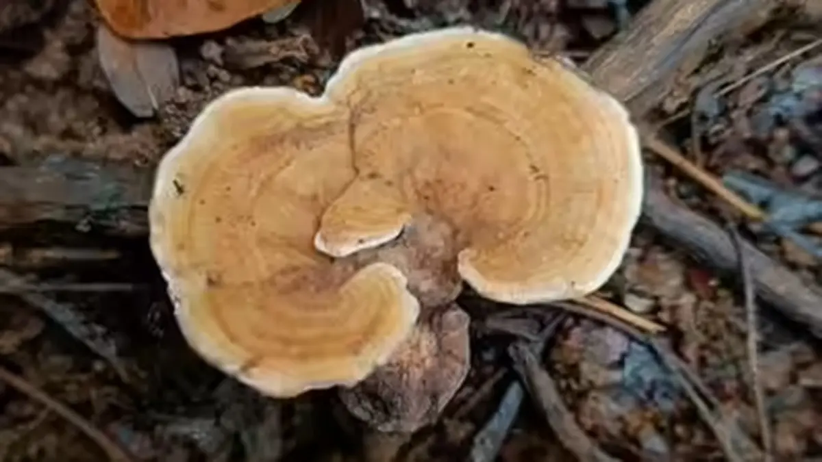 Microporellus kolhapurensis – A New Wood-Decomposing Fungus from Maharashtra