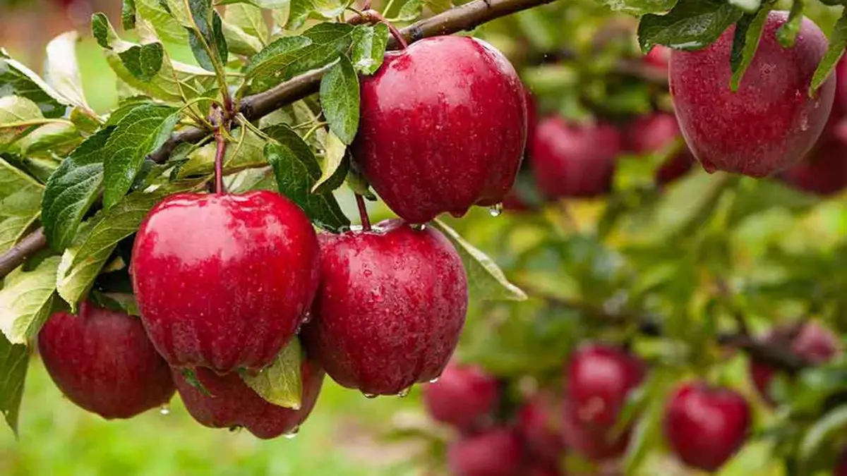 Apple Cultivation in India