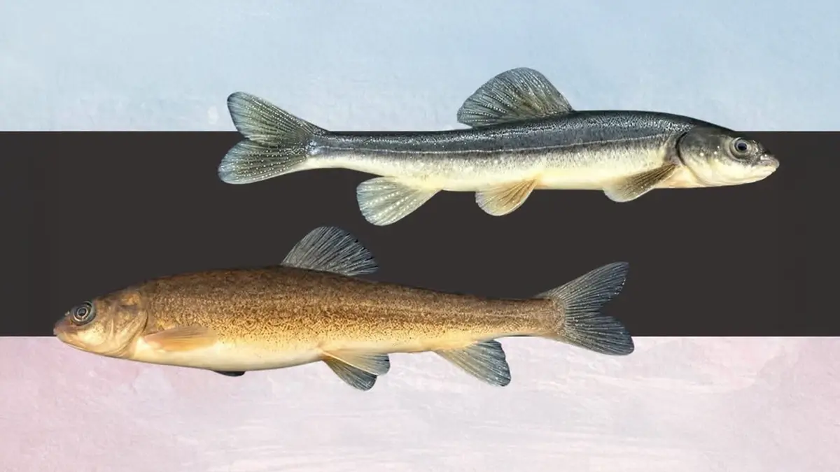 Schizopygopsis waddellii: Tibetan Fish Recorded in Tawang Lake