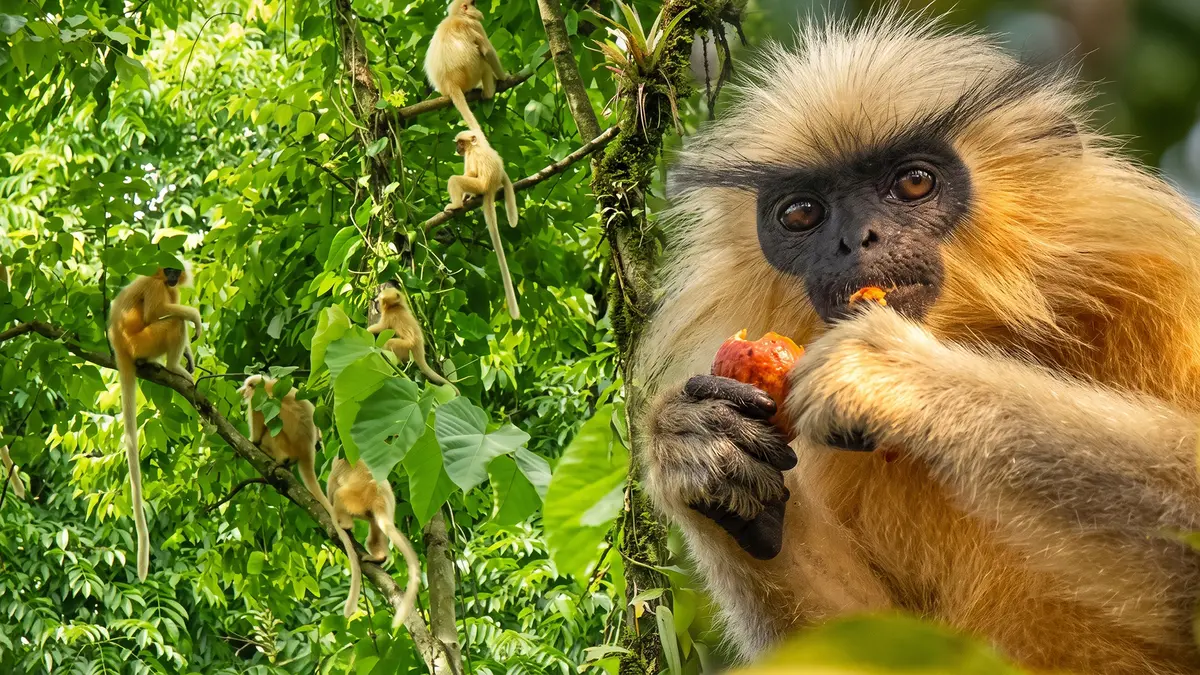 Conservation of the Golden Langur