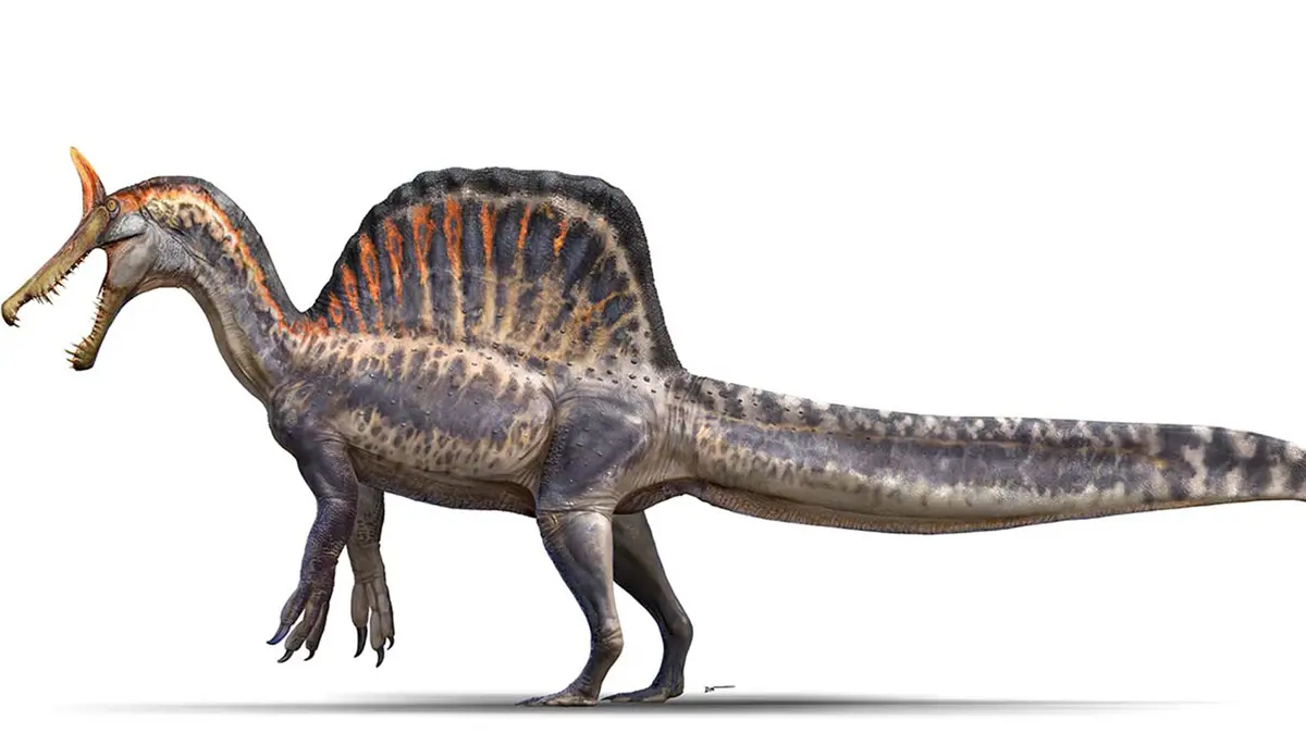Spinosaurus mirabilis – New Dinosaur from the Sahara