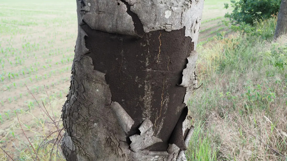 Sooty Bark Disease – Heat-Stressed Maples Face a Fungal Threat