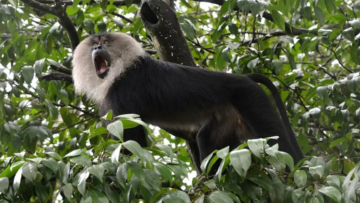Sharavathi Lion-Tailed Macaque Sanctuary