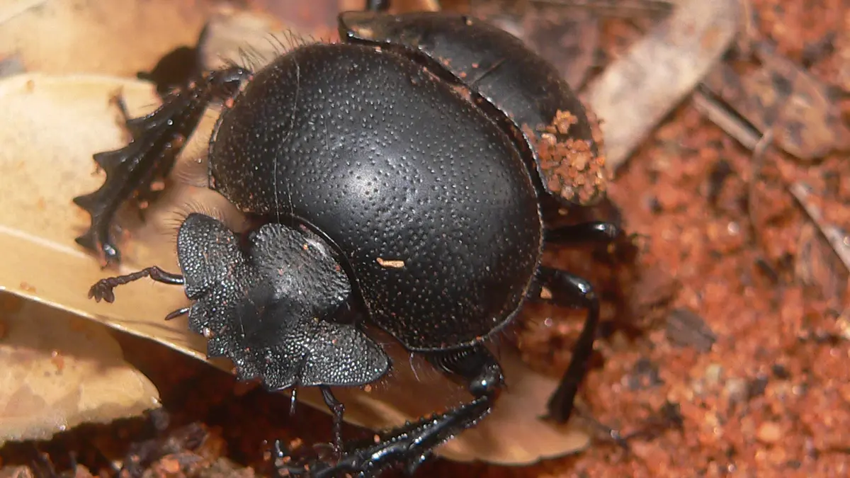 Urban Dung Beetle: Ecological Trap Created by Dog Waste