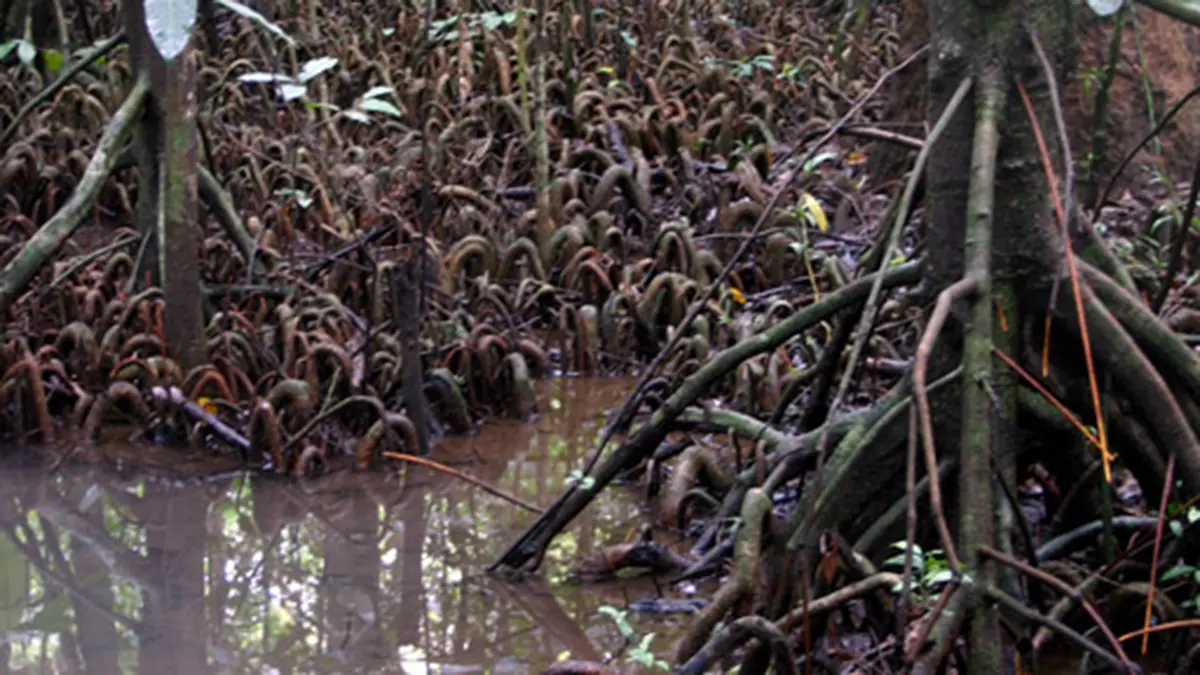 Myristica Swamps: Western Ghats Freshwater Forest Ecology