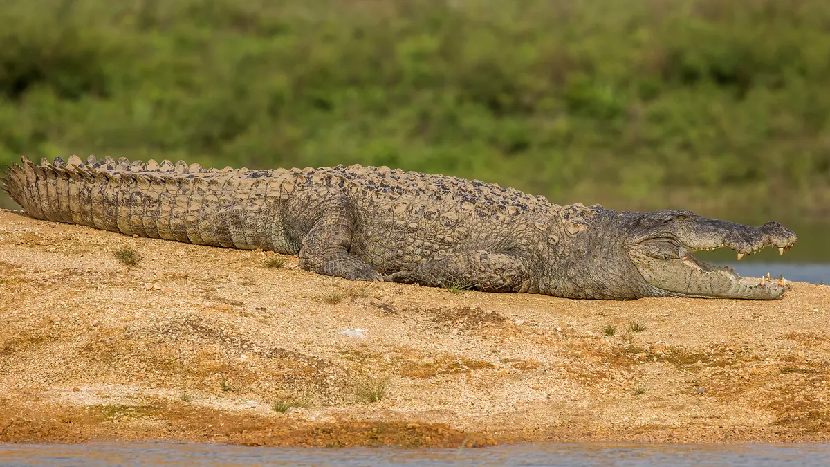 Mugger Crocodiles and Aldrin Pollution in Rajasthan
