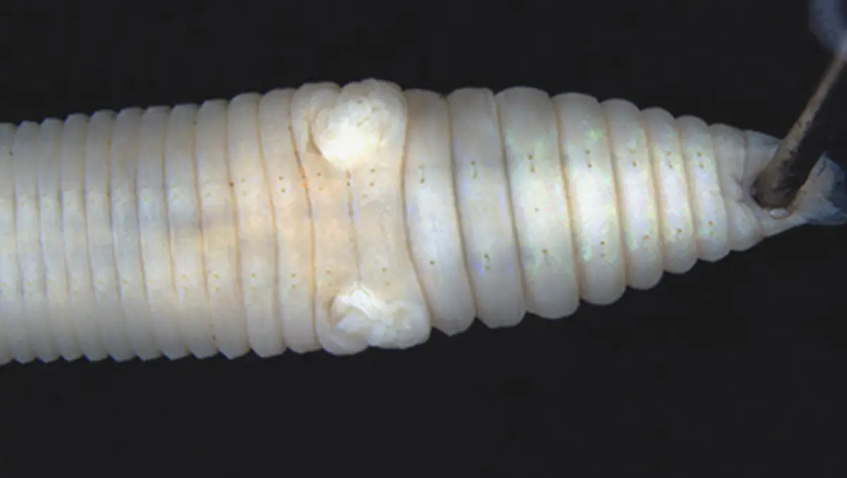 Drawida vazhania – New Earthworm Species Discovered in Kerala