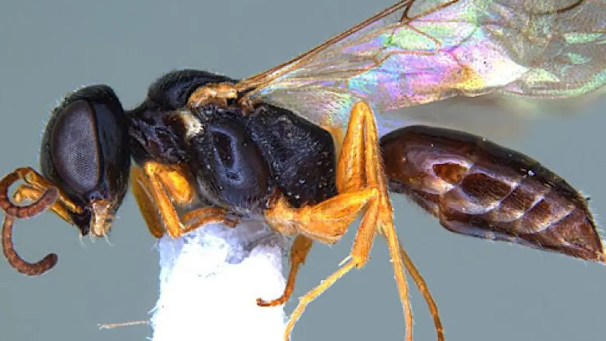 Spilomena malabarica – New Aphid Wasp