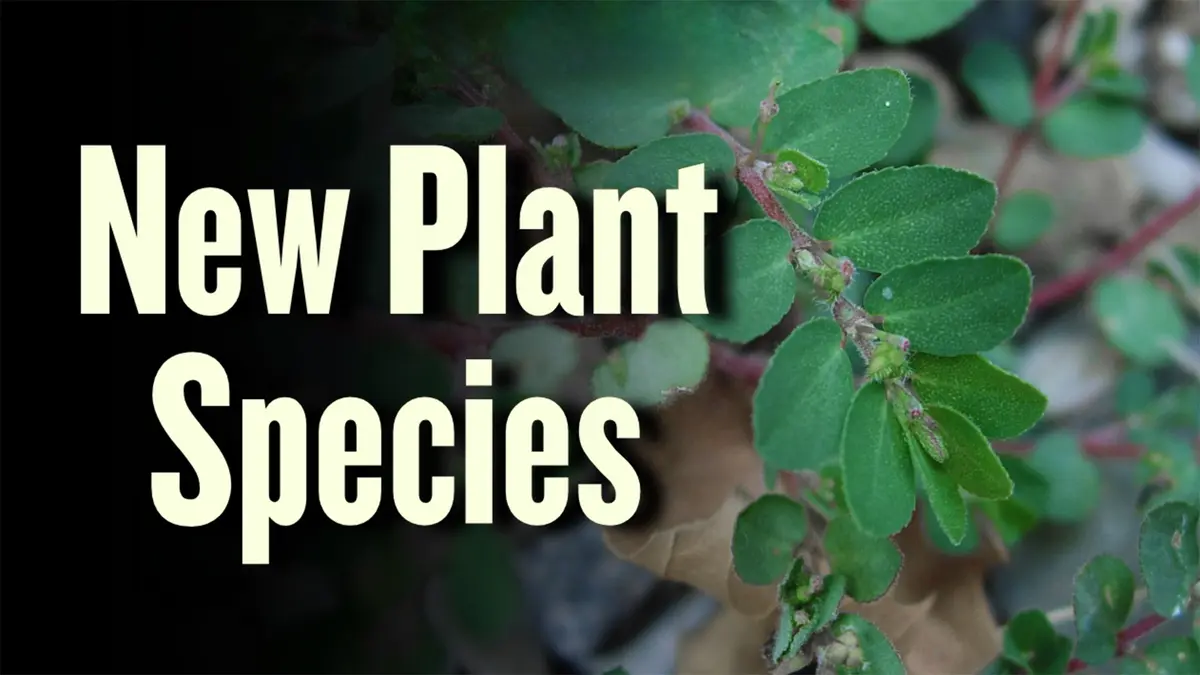 Three New Plant Species from the Eastern Ghats