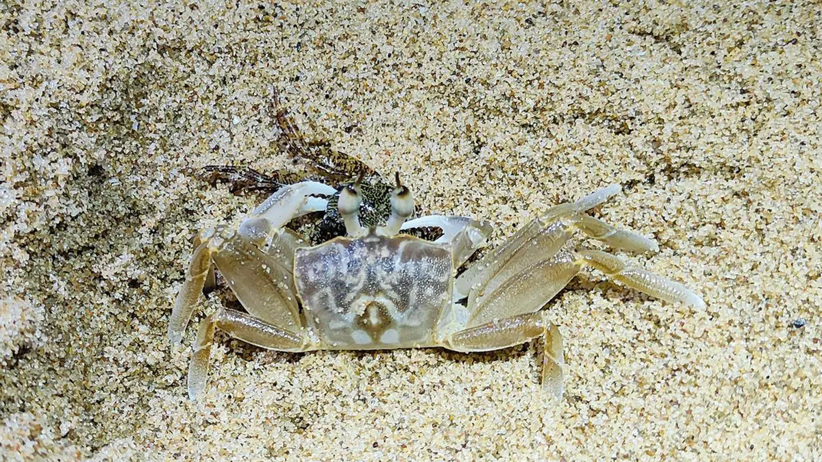 Horn‑Eyed Ghost Crab