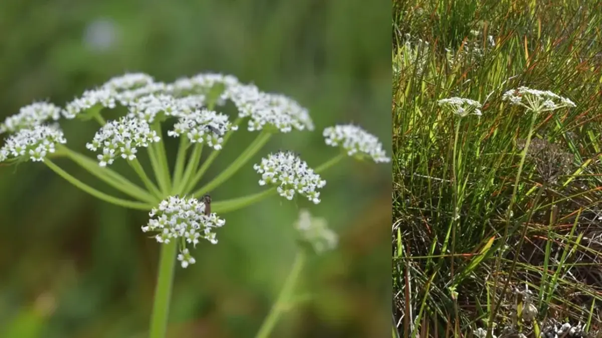 Tetrataenium paikadae