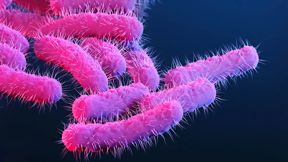 Shigellosis Disease: Bacterial Diarrhoea, Symptoms & Hygiene