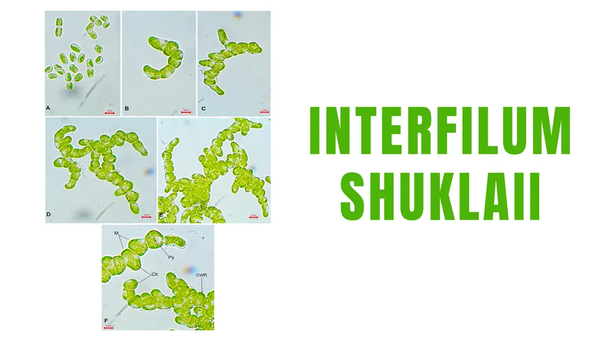 Interfilum shuklaii – New Green Alga from the Western Ghats
