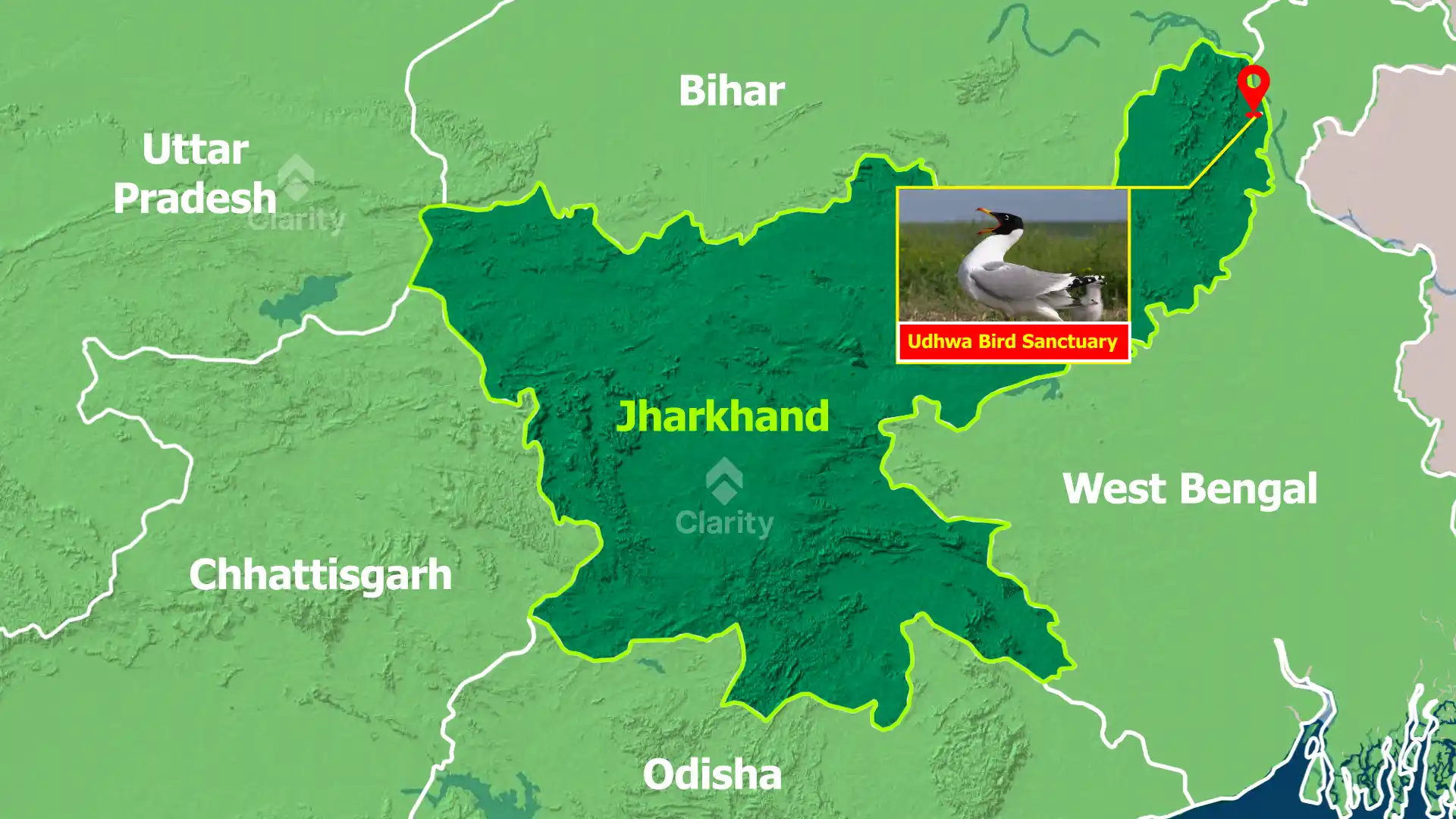 Pallas’s Gull Returns to Udhwa Bird Sanctuary