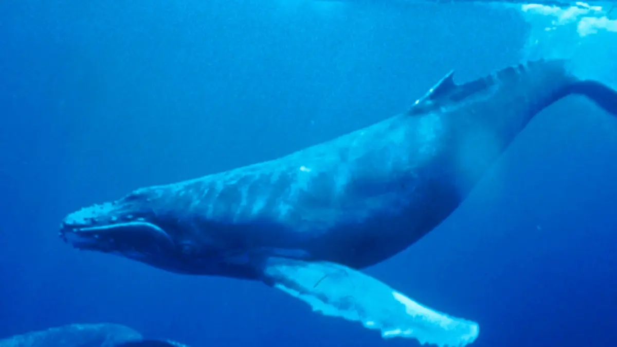 Humpback Whale Rescue in the Baltic Sea