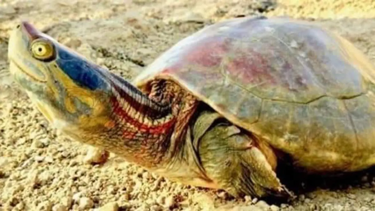 Red‑Crowned Roofed Turtle