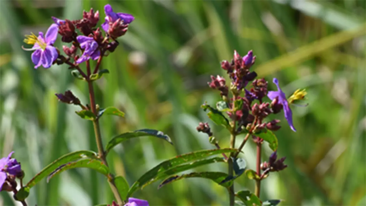 Osbeckia zubeengargiana – New Plant Species Named after Singer Zubeen Garg