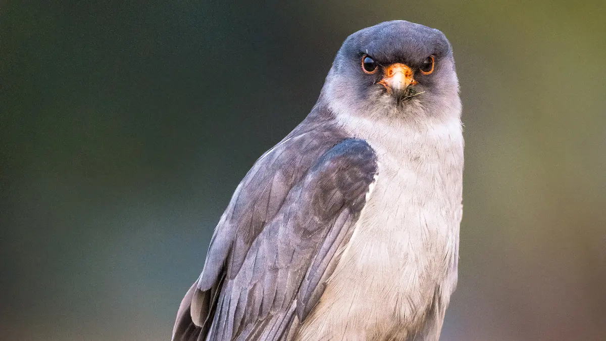 Amur Falcon – Tracking Migratory Raptors Across Continents