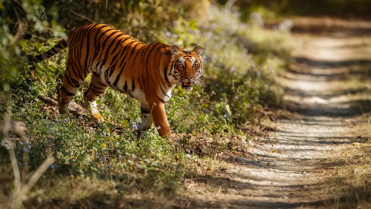 Tigers Outside Tiger Reserves (TOTR) Project