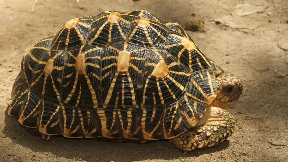 Indian Star Tortoise Rescue and Conservation