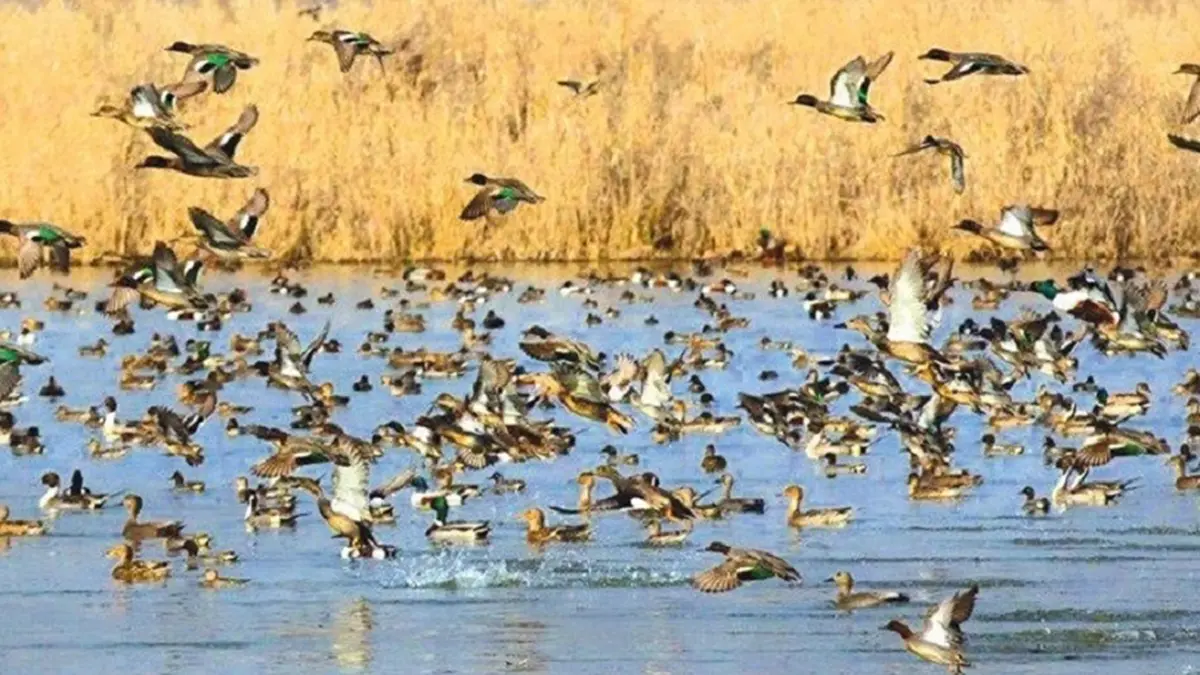 Hokersar Lake and Wetland Degradation