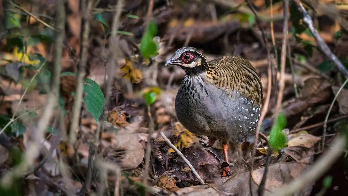 White‑Cheeked Partridge – Rescue near Dehing Patkai