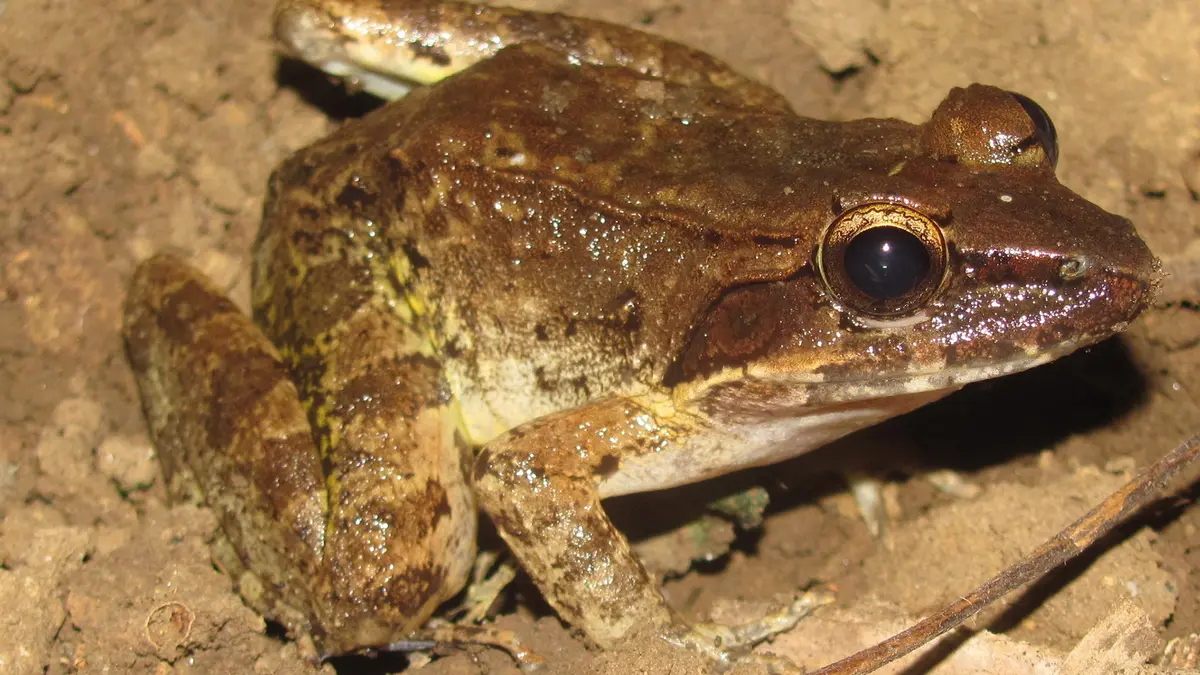 Motijheel Fanged Frog – New Species from Arunachal Pradesh
