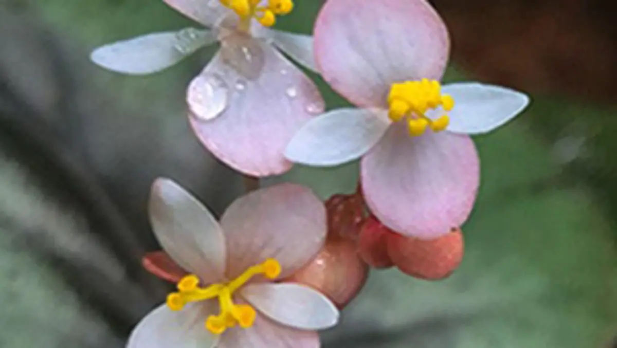 Begonia rajvikramanii: New Species From Wet Cliffs at Rosemala