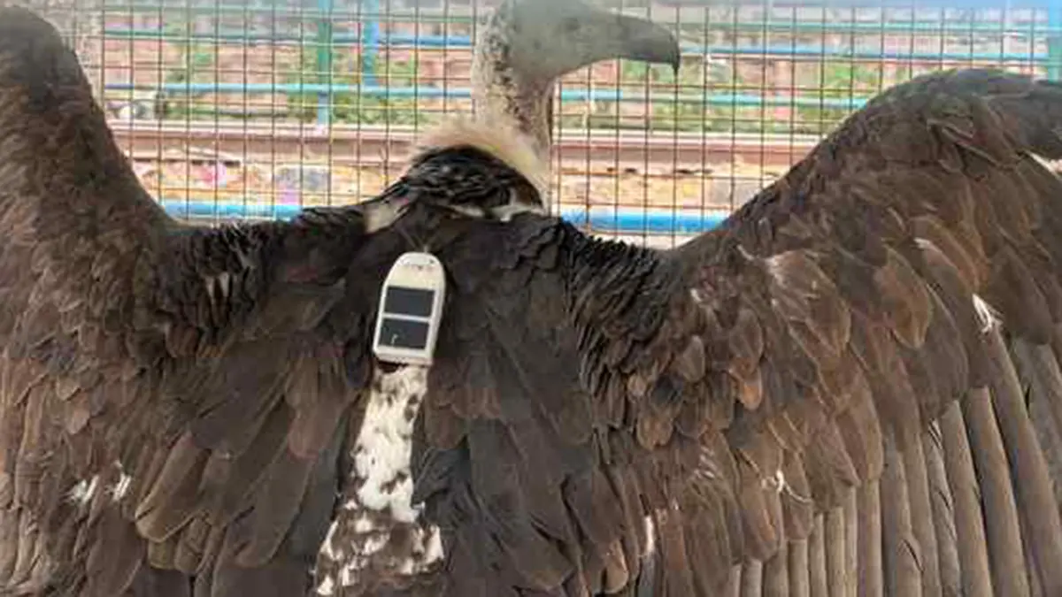 Radio‑Tagged White‑Rumped Vulture Electrocuted in Nilgiris