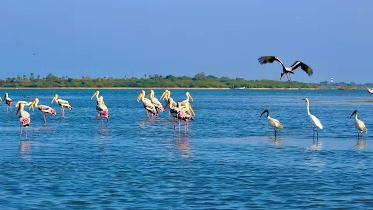 Pulicat Lake