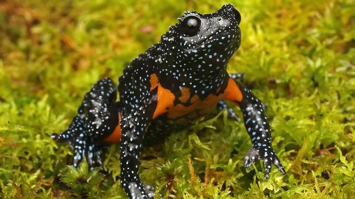 Disappearing Galaxy Frogs and ethical wildlife photography