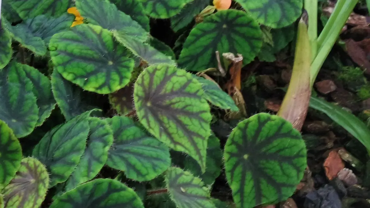 Begonia quadricornualata