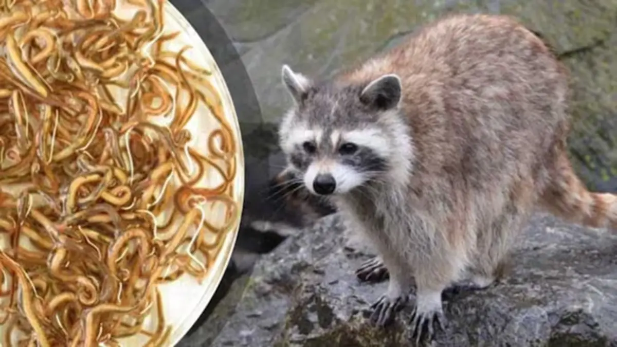 Raccoon Roundworm