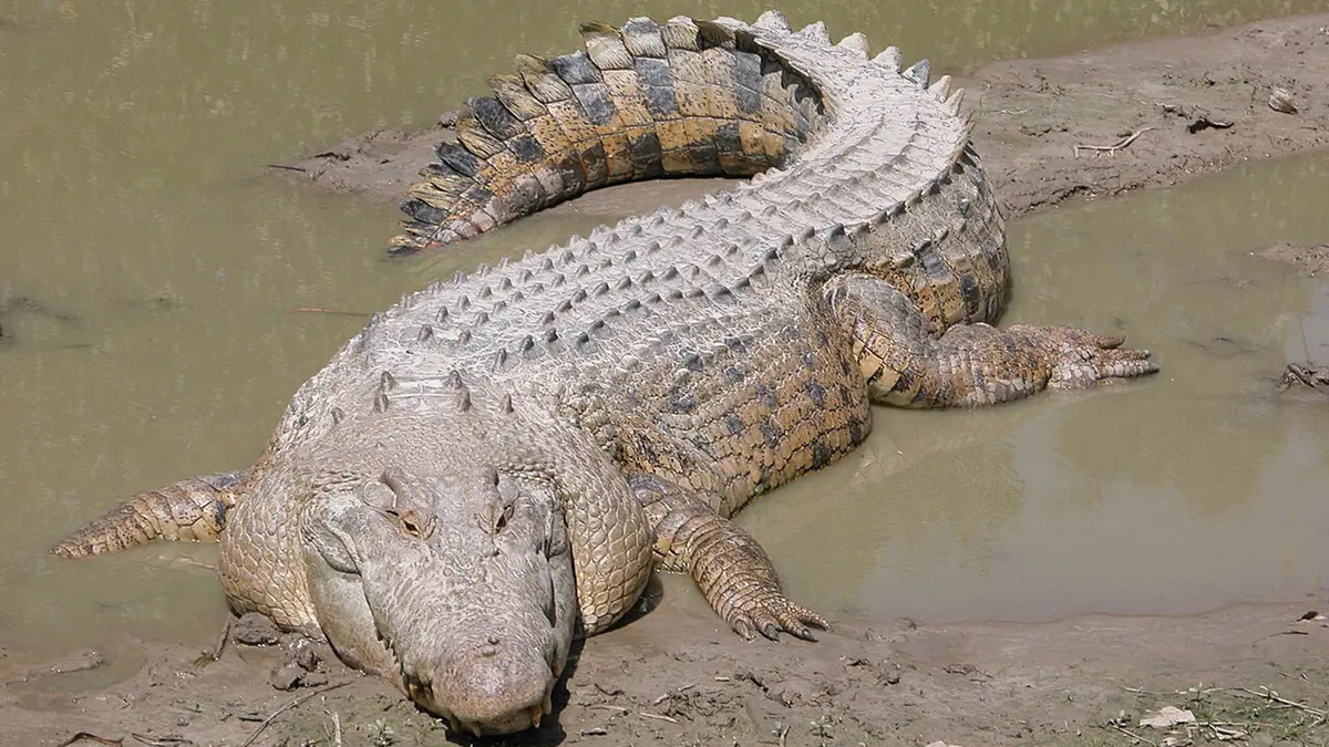 Saltwater Crocodile Numbers Rise in Odisha