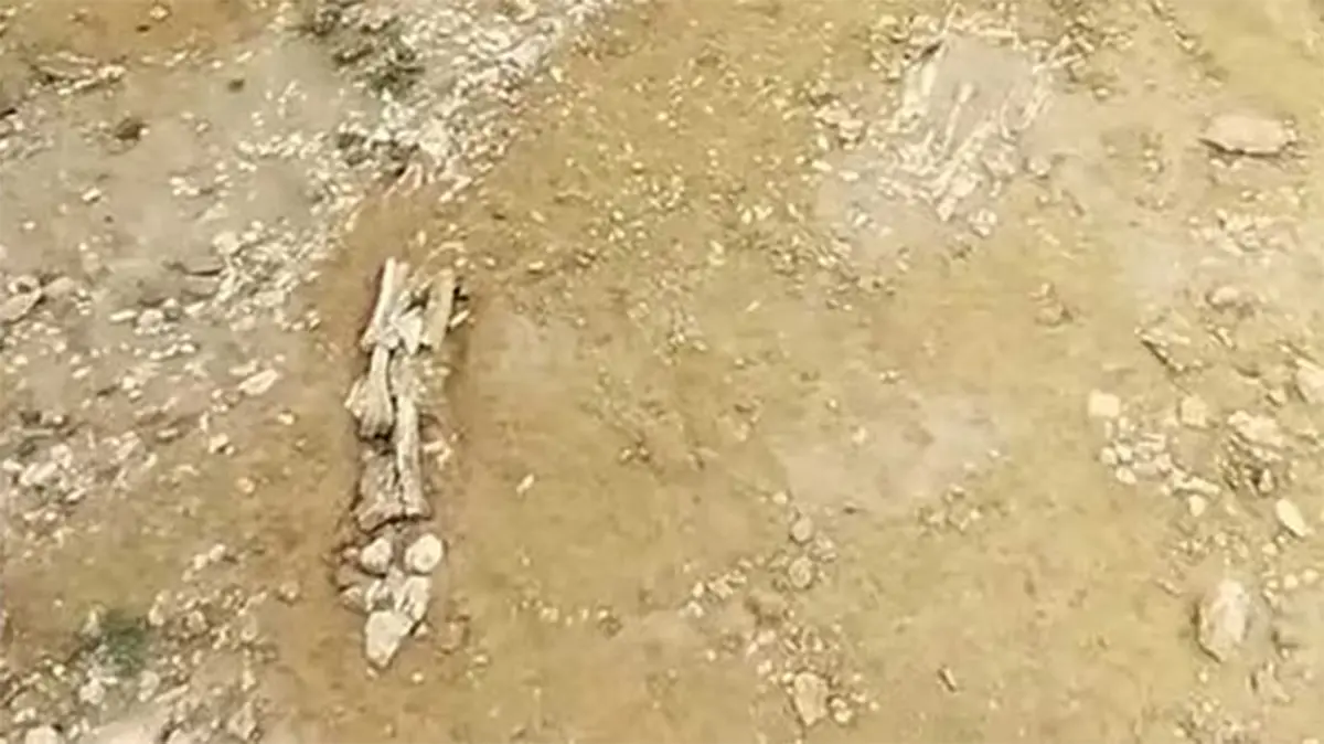 Phytosaur Fossil Discovery