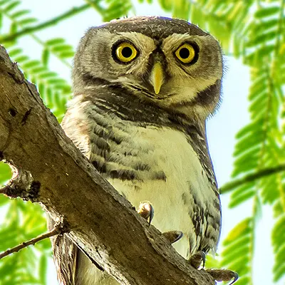 Rediscovery of the Forest Owlet in Kuno National Park