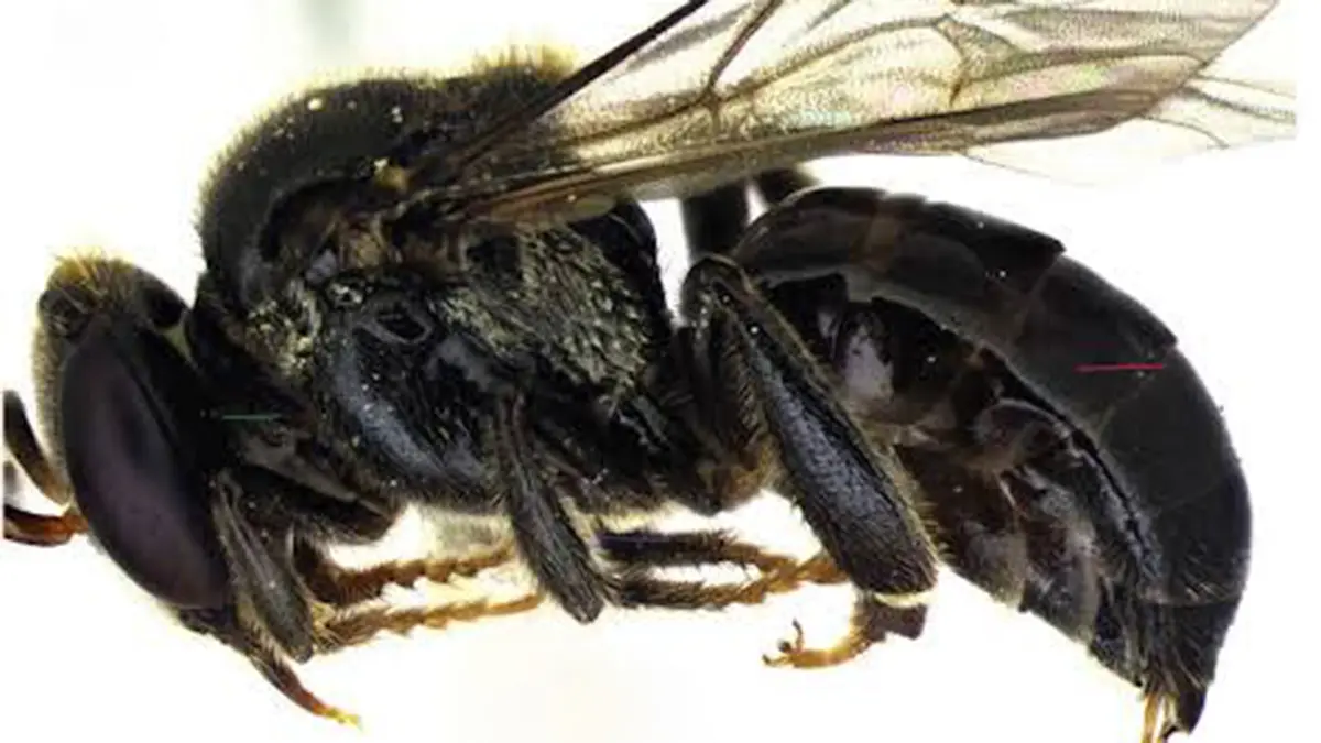 Tetragonula nagalandensis: New Stingless Bee in Nagaland