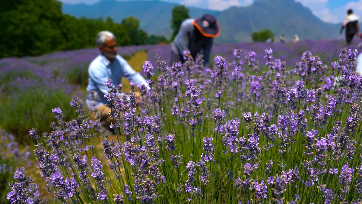 Purple Revolution – Lavender Cultivation in Jammu & Kashmir