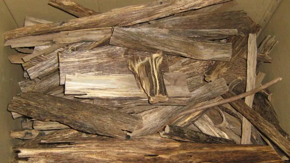 Agarwood – Developing a Sustainable Value Chain