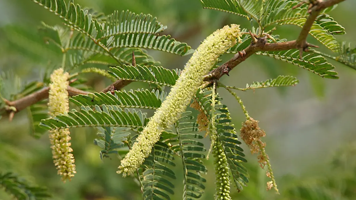 Prosopis juliflora – invasive thorny shrub spreading in India