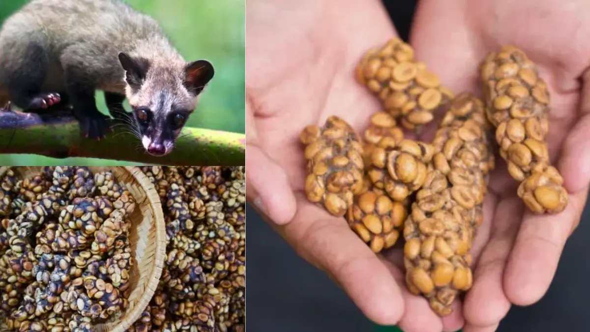Kopi Luwak – Civet‑processed Coffee