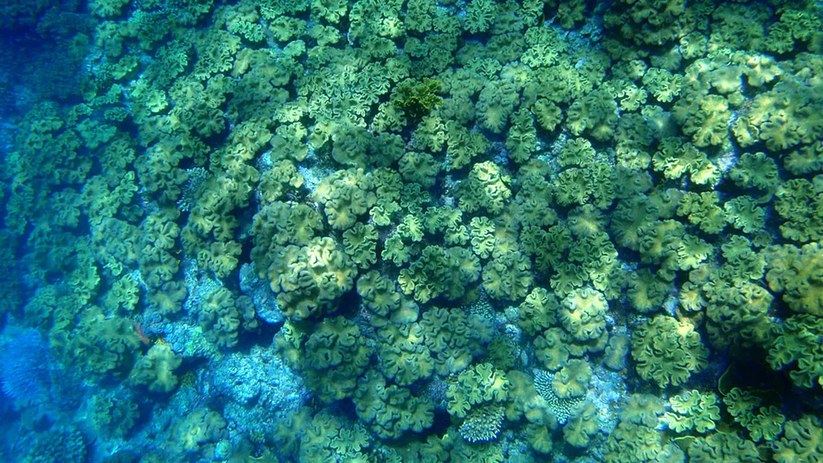 Coral Bleaching: Heat Stress, Algae & Local Reef Monitoring
