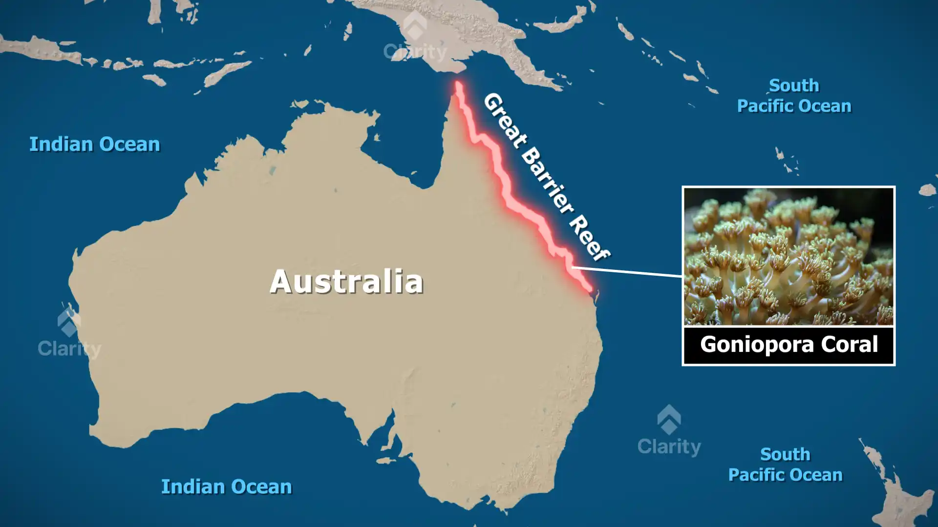 Goniopora Coral Crisis on the Great Barrier Reef