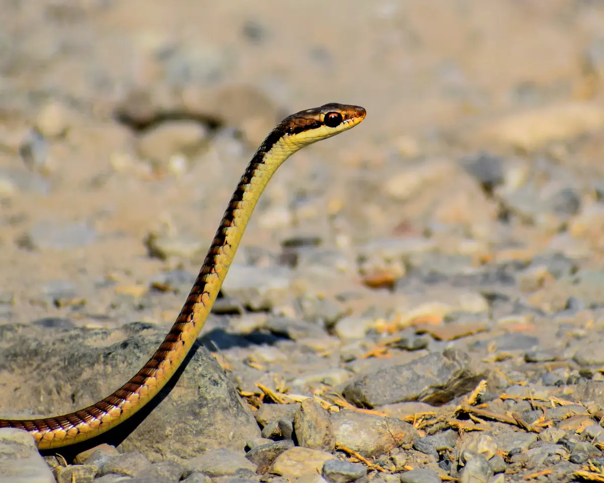 Common Bronzeback Tree Snake – Rare Sighting in Dudhwa