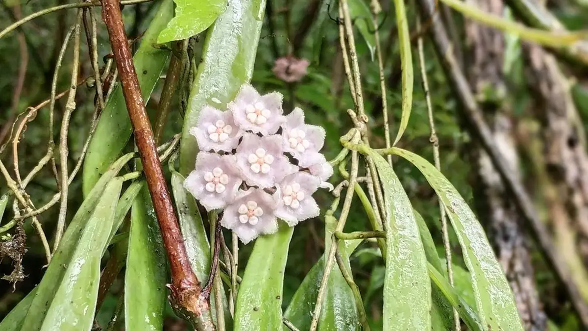 Hoya nagaensis – A New Wax Plant from Nagaland