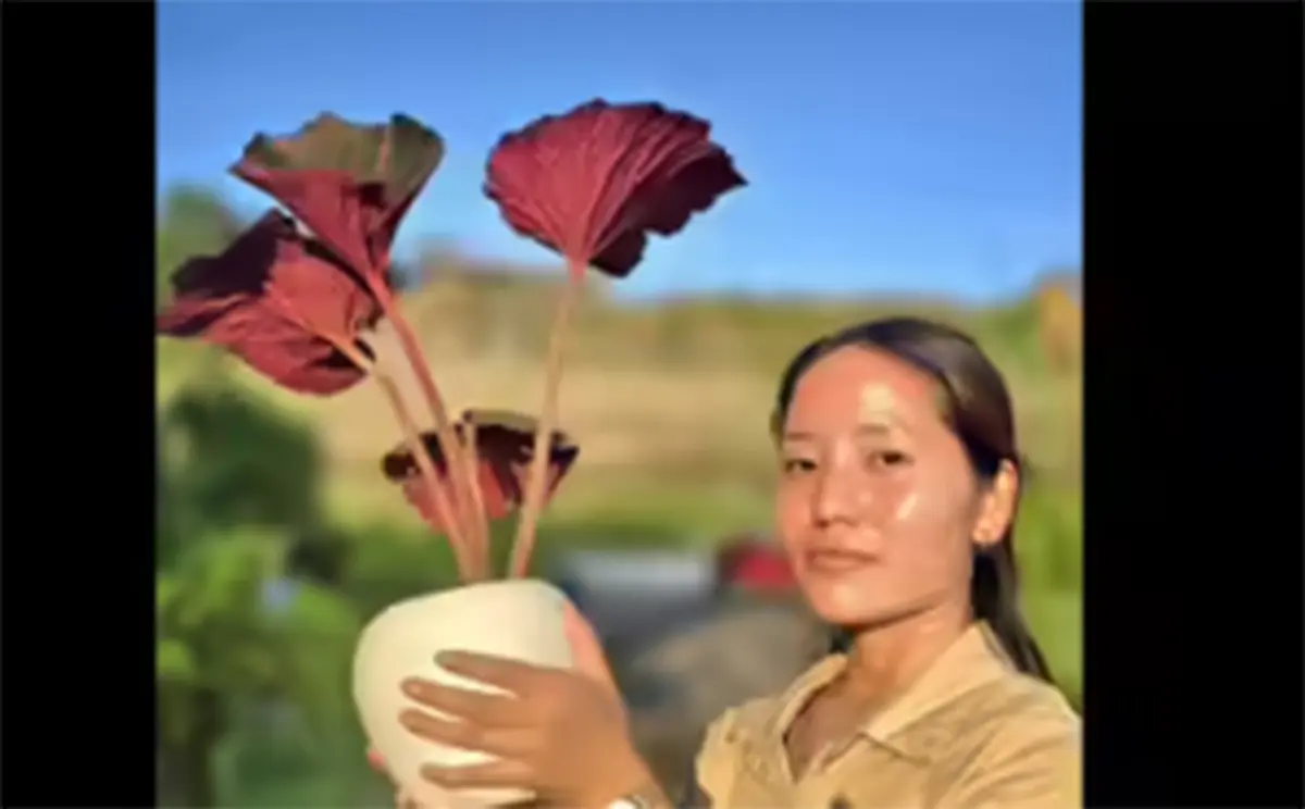 New Begonia Species in Arunachal Pradesh: ‘Chowna Buku Chulu’