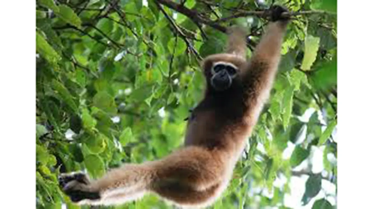 Western Hoolock Gibbon Uses Canopy Bridges in Assam