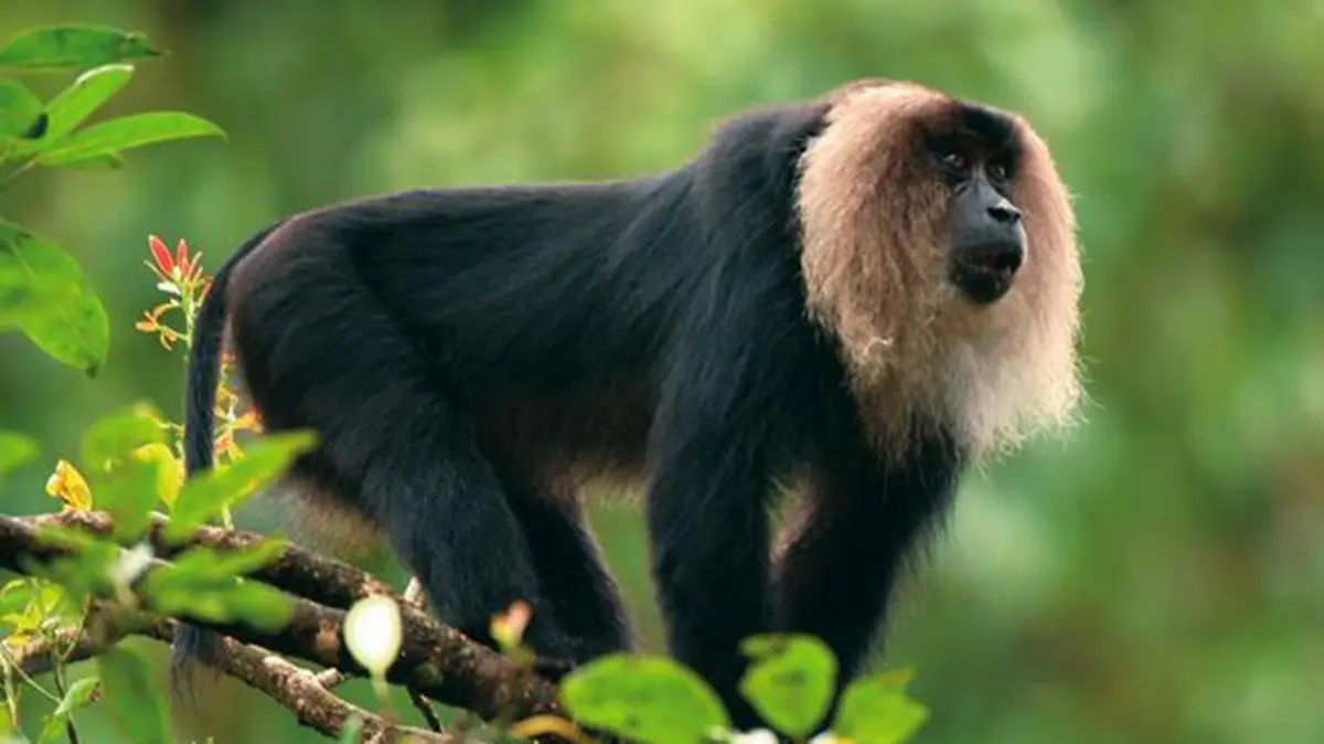 Sharavathi Lion‑Tailed Macaque Sanctuary