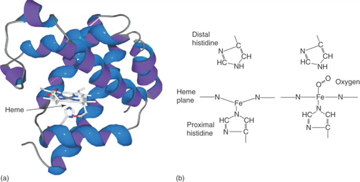 Myoglobin and a Graphene‑Based Biosensor for Early Heart Attack Detection