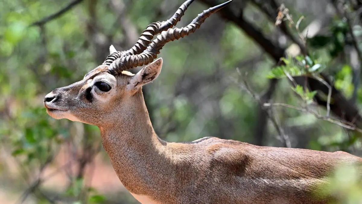 Haemorrhagic Septicaemia